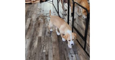 Pyrador puppies looking for forever homes