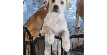 Pyrador puppies looking for forever homes