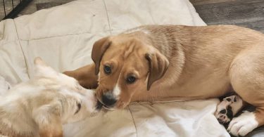 Pyrador puppies looking for forever homes