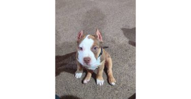 ABKC American Bully puppies for sale