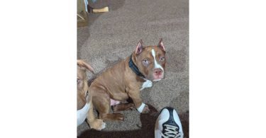 ABKC American Bully puppies for sale