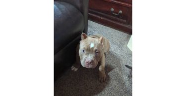 ABKC American Bully puppies for sale
