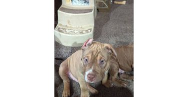 ABKC American Bully puppies for sale