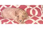 8 Red Miniature Poodle pups for sale