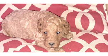 8 Red Miniature Poodle pups for sale