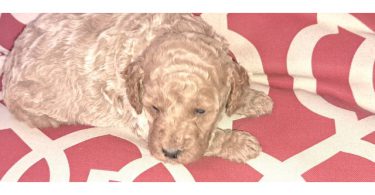 8 Red Miniature Poodle pups for sale