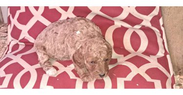 8 Red Miniature Poodle pups for sale