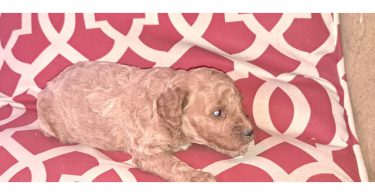 8 Red Miniature Poodle pups for sale