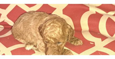 8 Red Miniature Poodle pups for sale