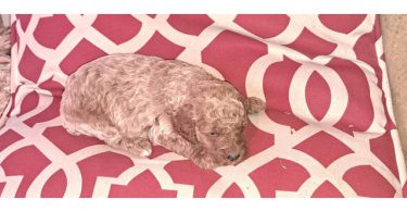 8 Red Miniature Poodle pups for sale