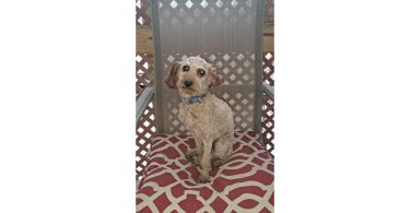 8 Red Miniature Poodle pups for sale
