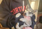 Australian Shepherd/Husky mix puppies