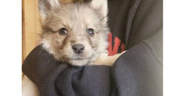 Australian Shepherd/Husky mix puppies