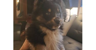 Australian Shepherd/Husky mix puppies