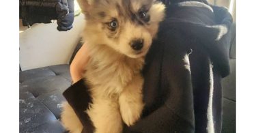 Australian Shepherd/Husky mix puppies
