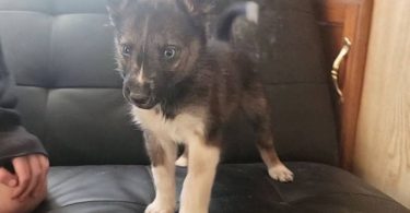 Australian Shepherd/Husky mix puppies