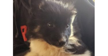 Australian Shepherd/Husky mix puppies