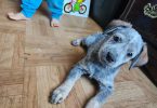 3 Blue heeler puppies looking for good homes
