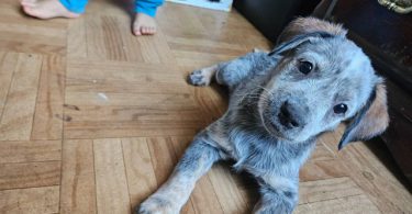 3 Blue heeler puppies looking for good homes