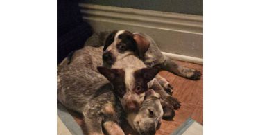 3 Blue heeler puppies looking for good homes