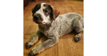 3 Blue heeler puppies looking for good homes