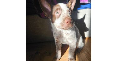 3 Blue heeler puppies looking for good homes