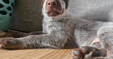 3 Blue heeler puppies looking for good homes