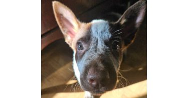 3 Blue heeler puppies looking for good homes