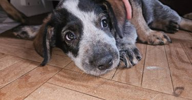3 Blue heeler puppies looking for good homes