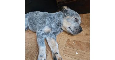 3 Blue heeler puppies looking for good homes