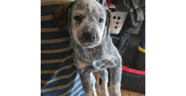 3 Blue heeler puppies looking for good homes