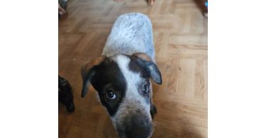 3 Blue heeler puppies looking for good homes