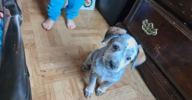 3 Blue heeler puppies looking for good homes