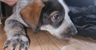 3 Blue heeler puppies looking for good homes