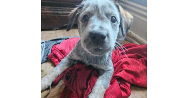 3 Blue heeler puppies looking for good homes