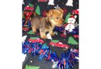 Yorkie boy puppy for sale