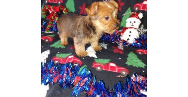 Yorkie boy puppy for sale