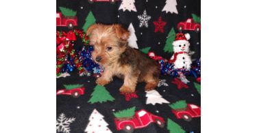 Yorkie boy puppy for sale