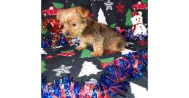 Yorkie boy puppy for sale