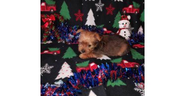 Yorkie boy puppy for sale