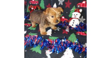 Yorkie boy puppy for sale