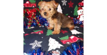 Yorkie boy puppy for sale
