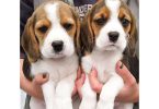 Adorable Beagle puppies for sale