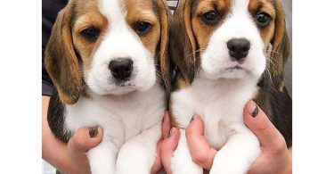 Adorable Beagle puppies for sale