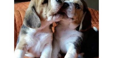 Adorable Beagle puppies for sale