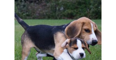 Adorable Beagle puppies for sale