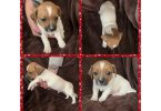 4 Jack Chiweenie puppies available