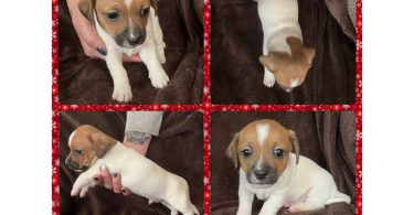 4 Jack Chiweenie puppies available