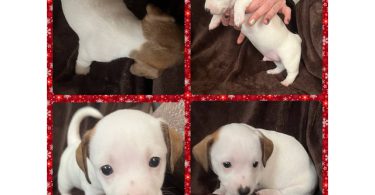 4 Jack Chiweenie puppies available