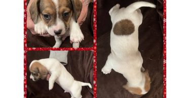 4 Jack Chiweenie puppies available